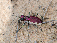 Cicindela lacteola