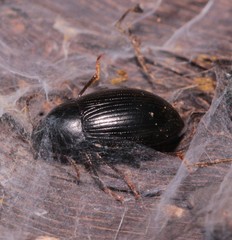 Nalassus dermestoides