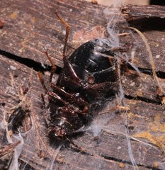 Nalassus dermestoides