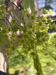 Acer