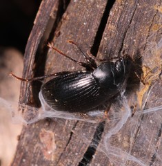 Nalassus dermestoides