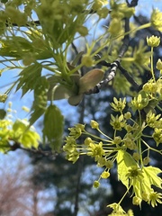 Acer