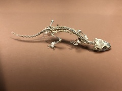 Tarentola mauritanica