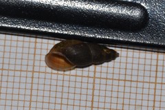 Omphiscola glabra