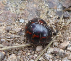Glomeridae