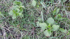 Urtica dioica