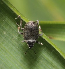 Ceutorhynchus obstrictus