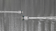 Anas platyrhynchos