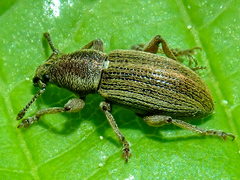 Polydrusus marginatus