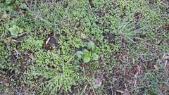 Alliaria petiolata