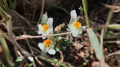 Linaria reflexa