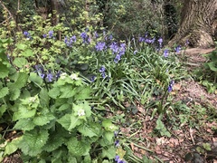 Hyacinthoides non-scripta