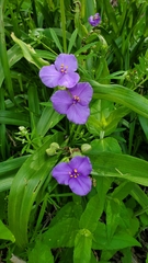 Tradescantia ernestiana