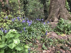 Hyacinthoides non-scripta