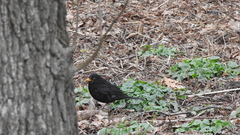 Turdus merula