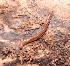 Cylindroiulus boleti