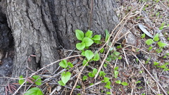 Maianthemum bifolium