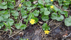 Caltha palustris