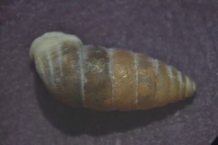 Abida secale