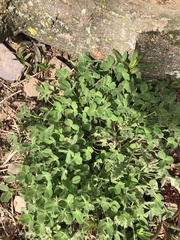 Trifolium subterraneum