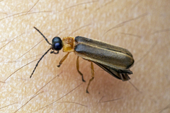 Pteroptyx tener