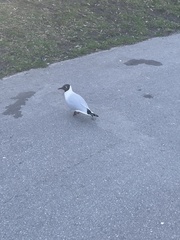 Chroicocephalus ridibundus