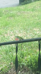 Anolis carolinensis