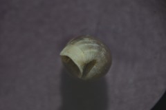 Abida secale
