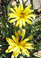 Acmaeodera ottomana