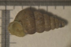 Cochlostoma septemspirale