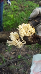Artomyces pyxidatus