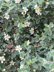 Feijoa sellowiana