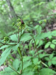 Adela caeruleella