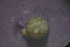 Cochlostoma septemspirale