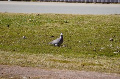 Columba palumbus
