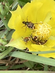 Trichiotinus piger
