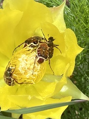 Trichiotinus piger