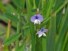 Vicia magellanica