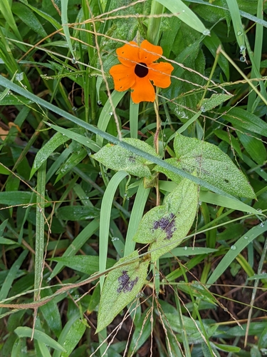 Thunbergia alata image