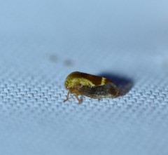 Ophiderma evelyna
