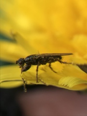 Coelopa