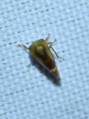 Ophiderma evelyna
