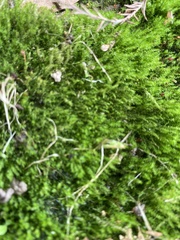 Amblystegium