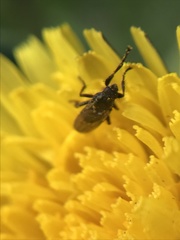 Coelopa