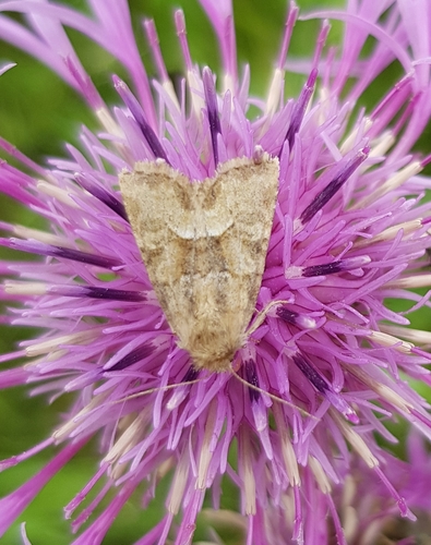 Middle-barred Minor, Kooiweg, 6721 Bennekom, Nederland, photo 7 of 10