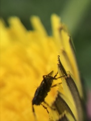 Coelopa