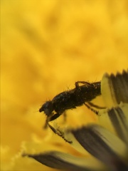 Coelopa