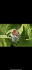 Paracotalpa