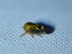Ophiderma evelyna