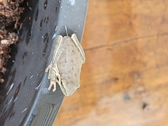 Hyla squirella